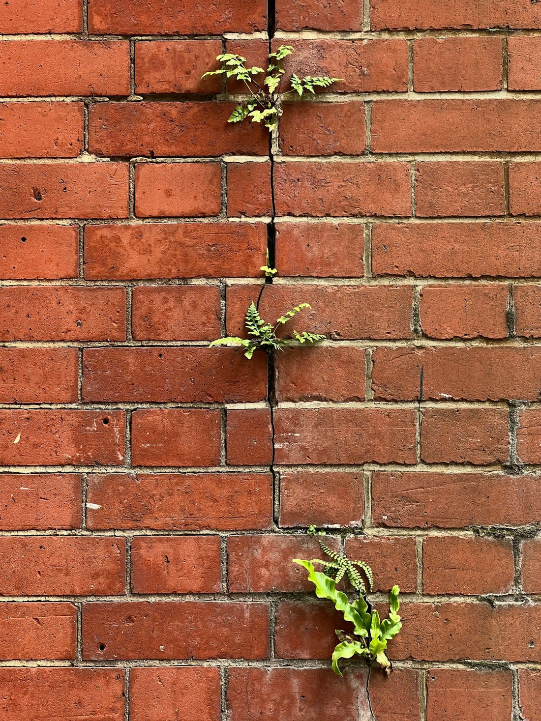 Blue Bricks Demystified: Unravelling Their Significance and Practical Uses for Home Renovations - JJ Building Materials
