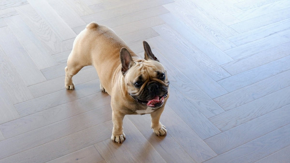 Embracing Timelessness with Oak Engineered Flooring Top Decorative Approaches - JJ Building Materials