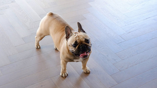 Transforming Your Space with Oak Engineered Flooring Versatility and Style - JJ Building Materials