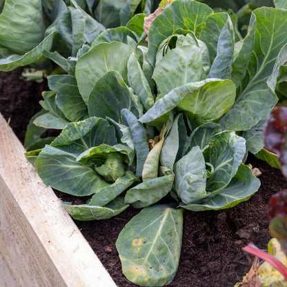 Forest Caledonian Trough Raised Bed 45 x 180cm - JJ Building Materials