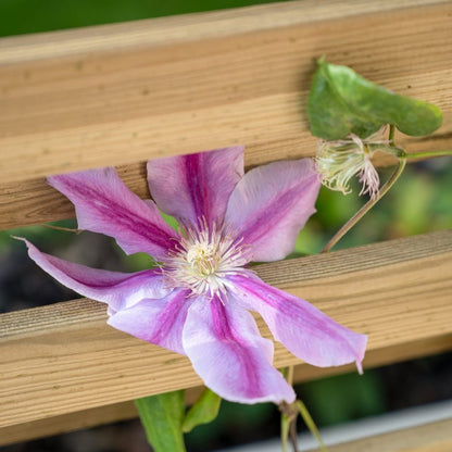 Forest Living Screen Planter - JJ Building Materials