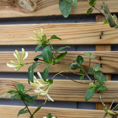 Forest Slatted Trellis - JJ Building Materials