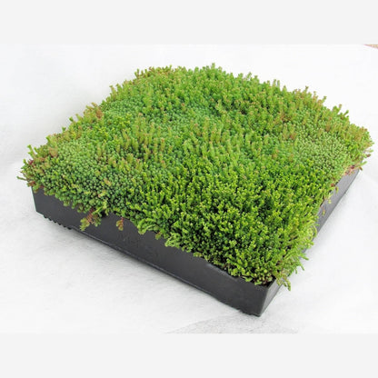 Wallbarn M-Tray Modular Green Roof System - JJ Building Materials