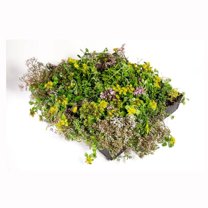 Wallbarn M-Tray Modular Green Roof System - JJ Building Materials