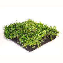 Wallbarn M-Tray Modular Green Roof System - JJ Building Materials