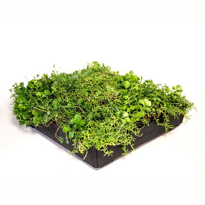 Wallbarn M-Tray Modular Green Roof System - JJ Building Materials