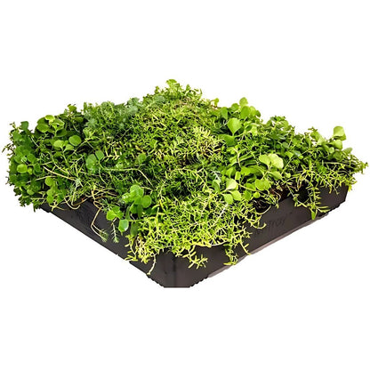 Wallbarn M - Tray Modular Green Roof System - JJ Building Materials