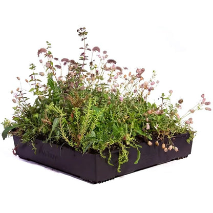 Wallbarn M-Tray Wildflower Modular Green Roof System