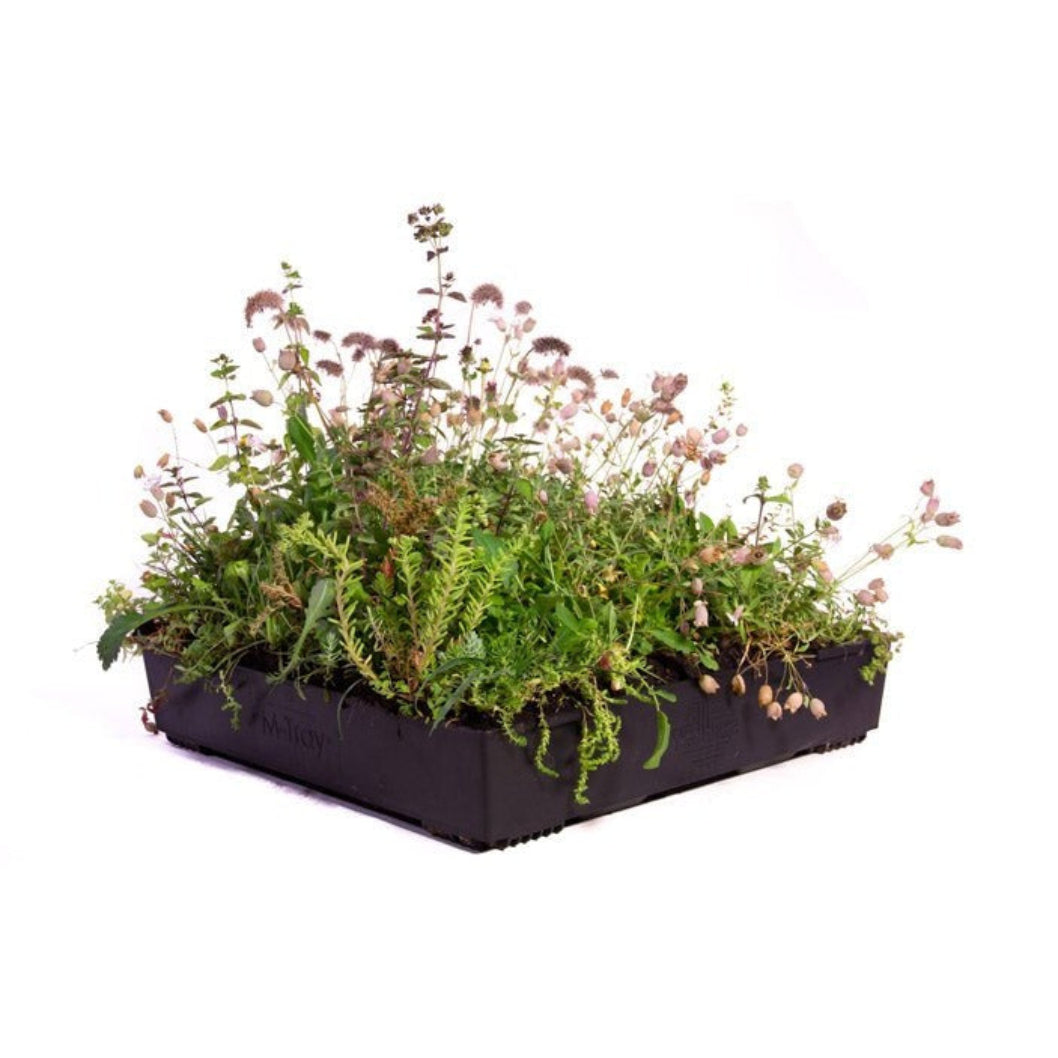 Wallbarn M-Tray Wildflower Modular Green Roof System - JJ Building Materials