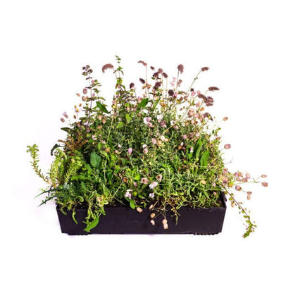 Wallbarn M-Tray Wildflower Modular Green Roof System - JJ Building Materials