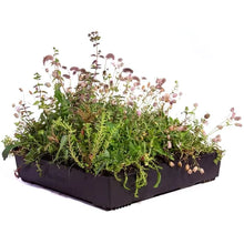 Wallbarn M - Tray Wildflower Modular Green Roof System - JJ Building Materials