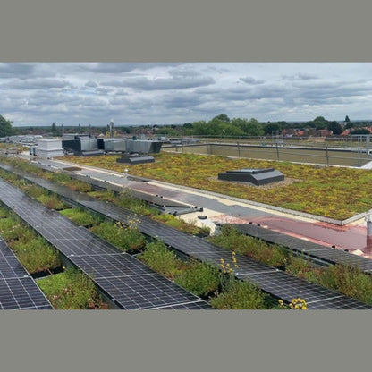 Wallbarn M-Tray Wildflower Modular Green Roof System - JJ Building Materials