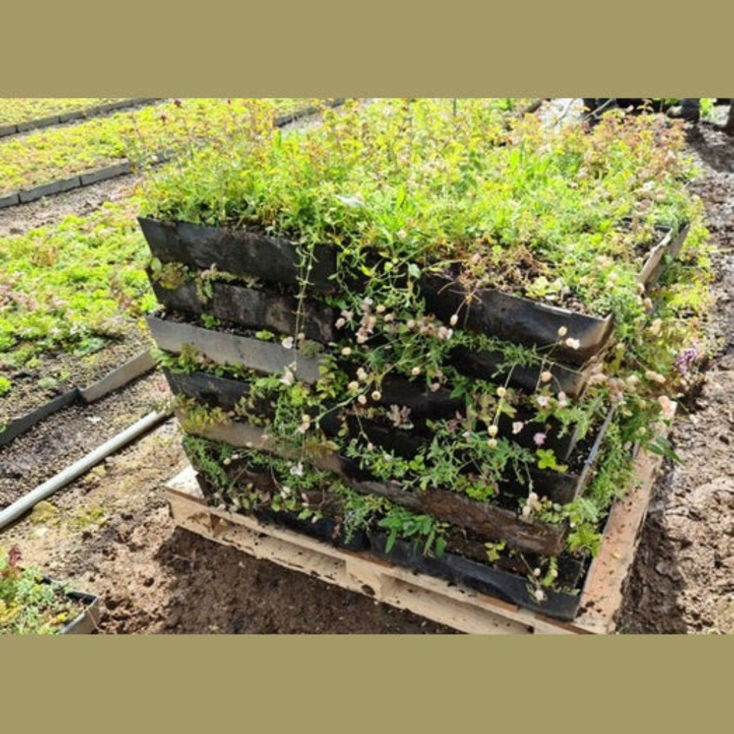 Wallbarn M-Tray Wildflower Modular Green Roof System - JJ Building Materials
